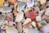 1 kg large mixed seashells